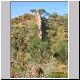 Old Halls Creek China Wall.jpg